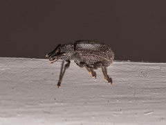 Otiorhynchus rugosostriatus