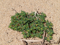 Euphorbia polygonifolia