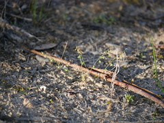 Stenopetalum sphaerocarpum