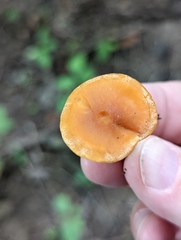 Cuphophyllus pratensis