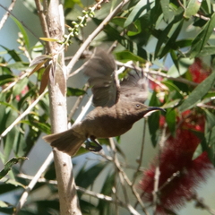 Myzomela obscura