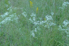 Eupatorium hyssopifolium