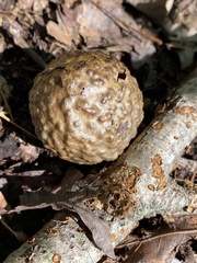 Amphibolips confluenta