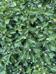 Hedera helix