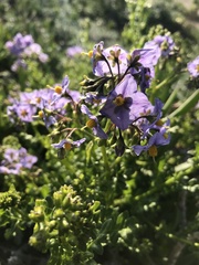 Solanum pinnatum