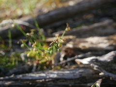 Stenopetalum sphaerocarpum