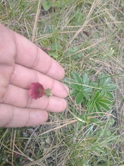 Potentilla haematochrous