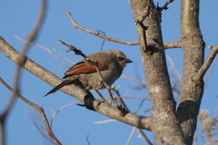 Agelaioides badius
