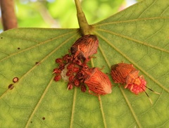 Antiteuchus