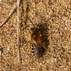 Colletes