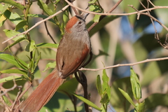 Synallaxis frontalis