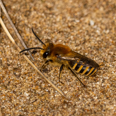 Colletes