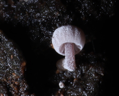 Mycena corticola