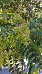 Ailanthus altissima