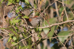 Synallaxis frontalis