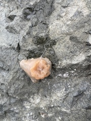 Cnemidocarpa finmarkiensis