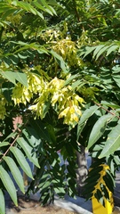 Ailanthus altissima
