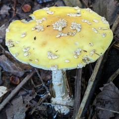 Amanita muscaria guessowii