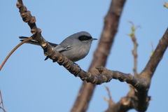Polioptila dumicola
