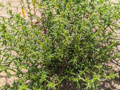 Salsola kali