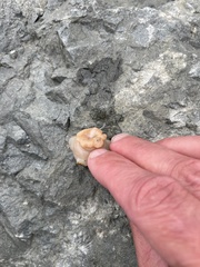 Cnemidocarpa finmarkiensis