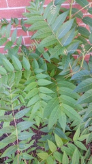 Ailanthus altissima
