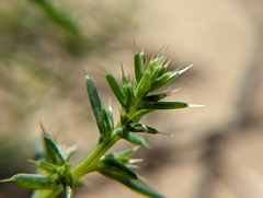 Salsola kali