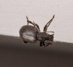 Otiorhynchus rugosostriatus