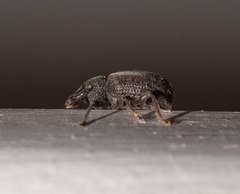 Otiorhynchus rugosostriatus