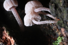 Mycena corticola