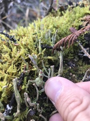 Cladonia ramulosa