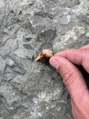 Cnemidocarpa finmarkiensis