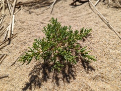 Salsola kali