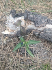 Commelina tuberosa