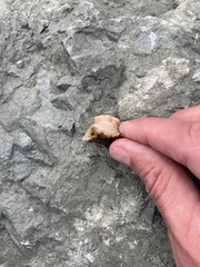 Cnemidocarpa finmarkiensis