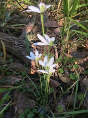 Caladenia catenata