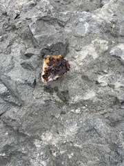 Cnemidocarpa finmarkiensis