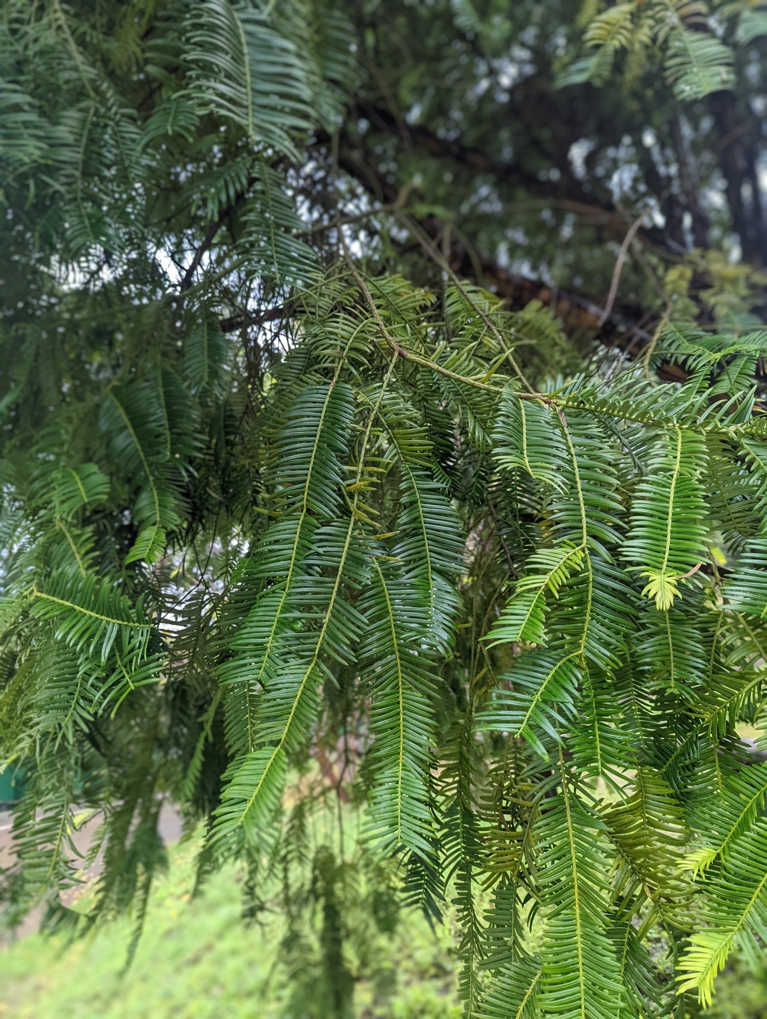 Assam Plum Yew (Cephalotaxus griffithii)
