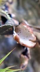 Peltigera membranacea