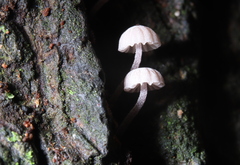 Mycena corticola