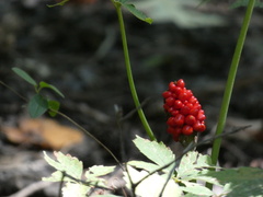 Arisaema triphyllum