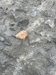 Cnemidocarpa finmarkiensis