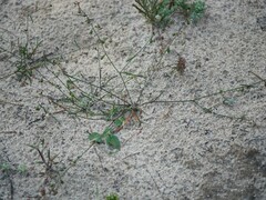 Stenopetalum sphaerocarpum