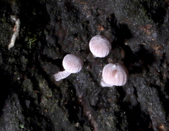 Mycena corticola