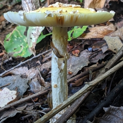 Amanita muscaria guessowii