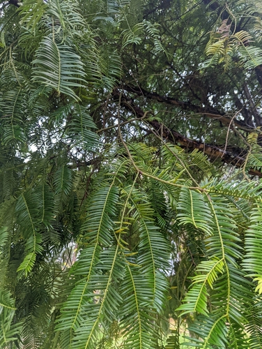 Image of Assam Plum Yew (Cephalotaxus griffithii) by (c) Caleb Catto, some rights reserved (CC BY)
