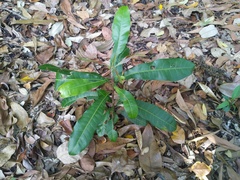 Buchanania arborescens