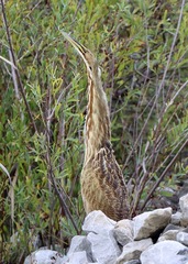 Botaurus lentiginosus