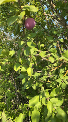 Forestiera pubescens