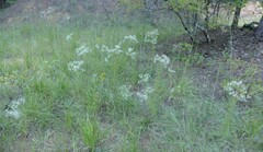 Eupatorium hyssopifolium
